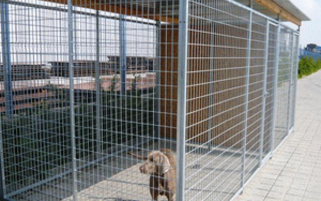 Kvalitní koterce pro psy - jednoduché a přizpůsobitelné